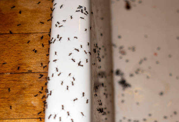 Best Wasp Removal Services  in Dunedin, FL