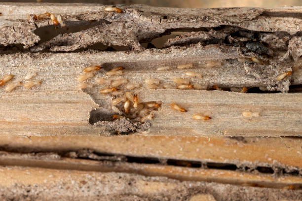 Pest Control Cost in Dunedin, FL